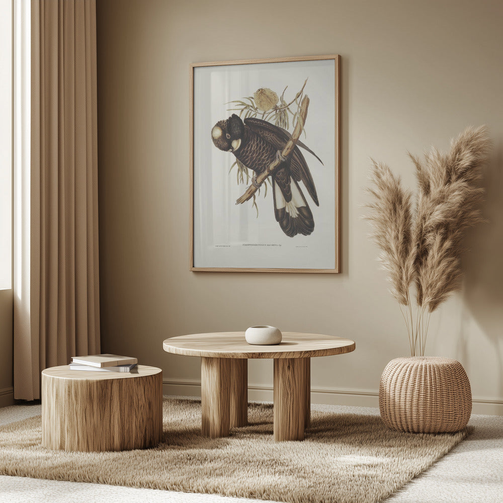 Baudin's Cockatoo Poster